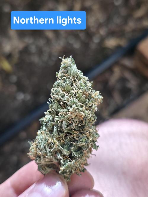 Blue glookie purp light. Week 9