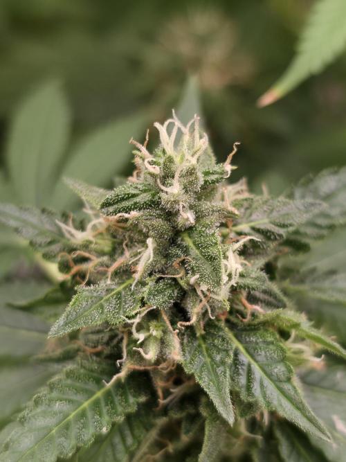 Blue glookie purp light. Week 9