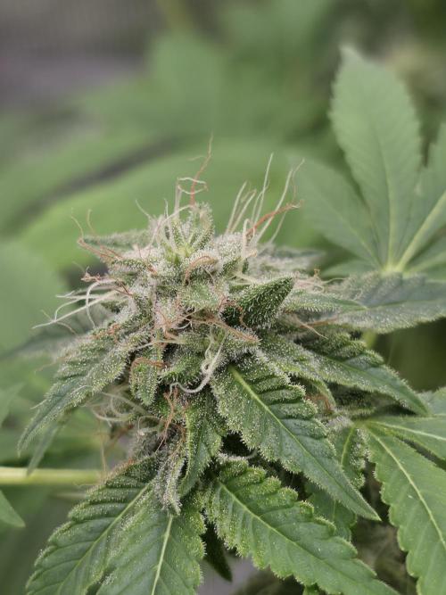 Blue glookie purp light. Week 9
