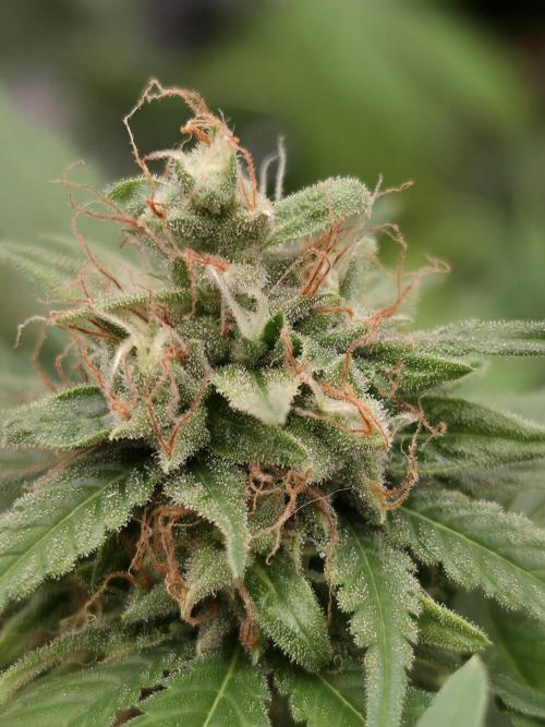 Blue glookie purp light. Week 9