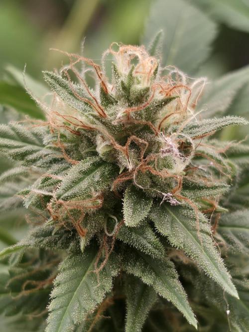 Blue glookie purp light. Week 9