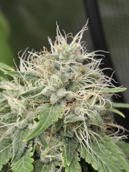 Blue glookie purp light. Week 9