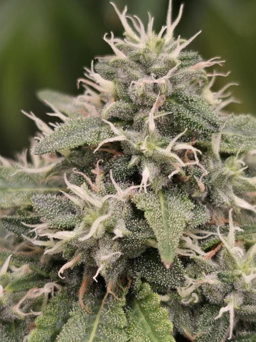 Blue glookie purp light. Week 9