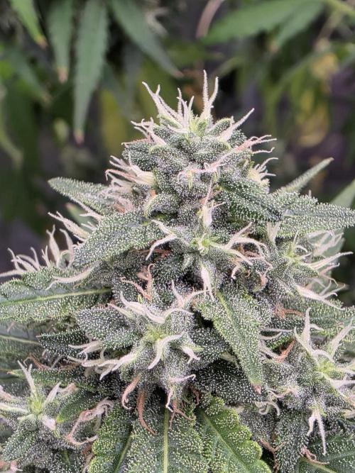 Blue glookie purp light. Week 9