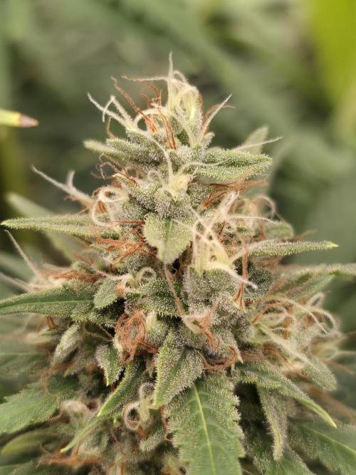 Blue glookie purp light. Week 9