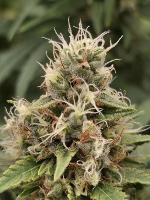 Blue glookie purp light. Week 9