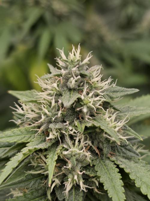 Blue glookie purp light. Week 9