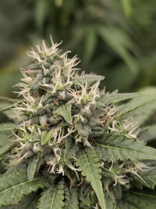 Blue glookie purp light. Week 9