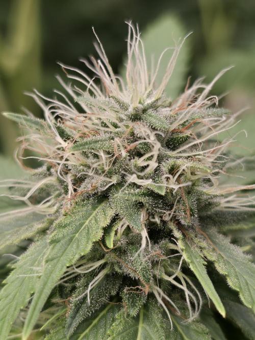 Blue glookie purp light. Week 9