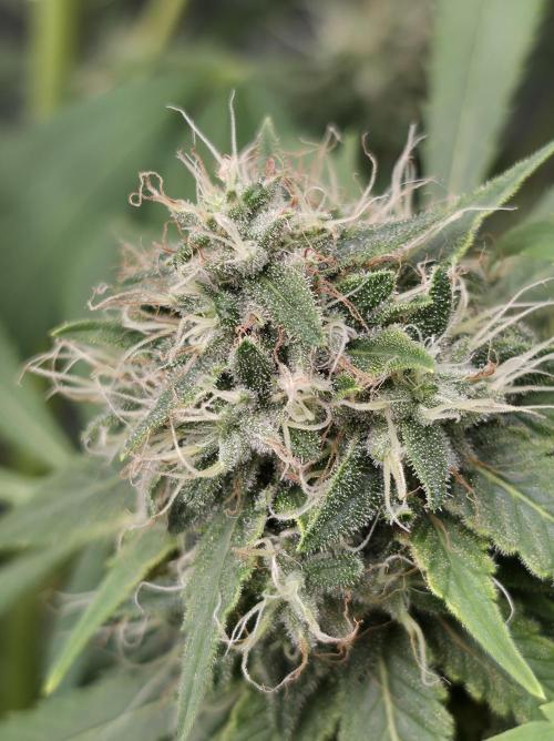 Blue glookie purp light. Week 9