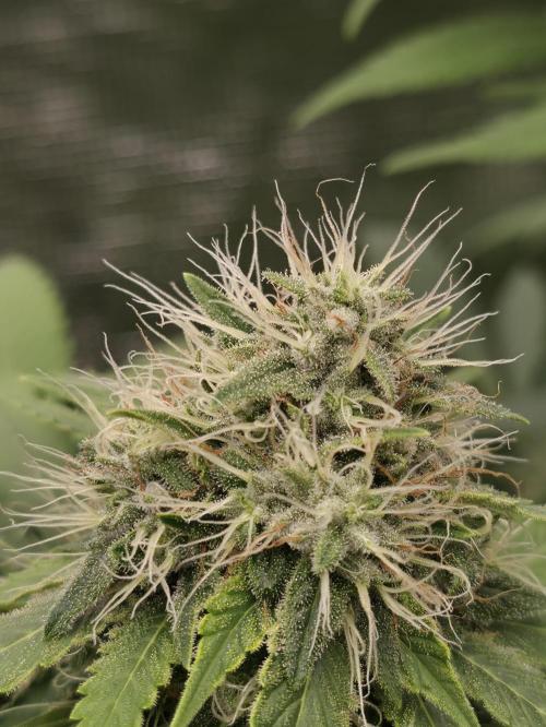 Blue glookie purp light. Week 9