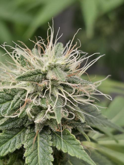 Blue glookie purp light. Week 9