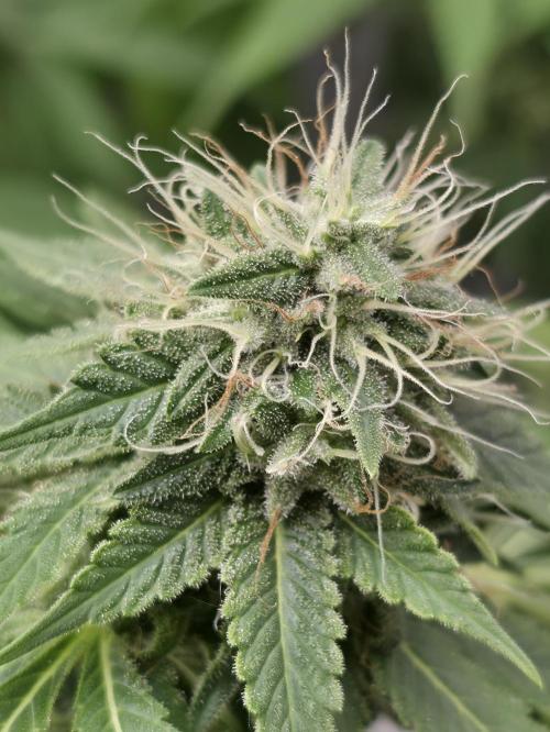 Blue glookie purp light. Week 9