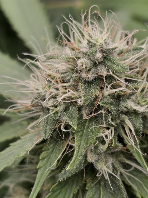 Blue glookie purp light. Week 9