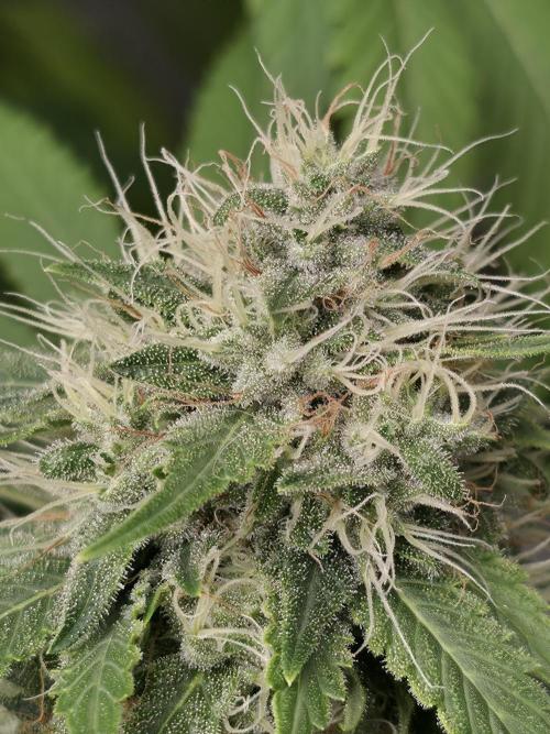 Blue glookie purp light. Week 9