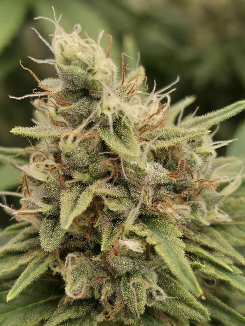 Blue glookie purp light. Week 9