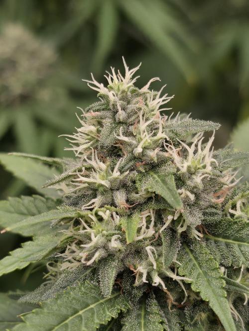 Blue glookie purp light. Week 9