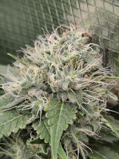 Blue glookie purp light. Week 9
