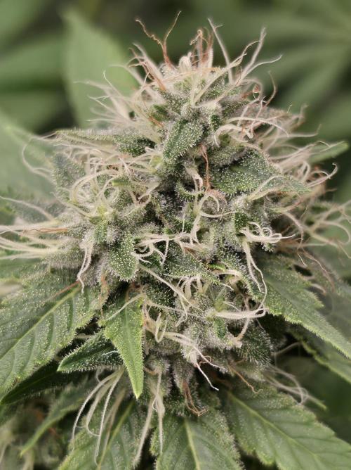 Blue glookie purp light. Week 9
