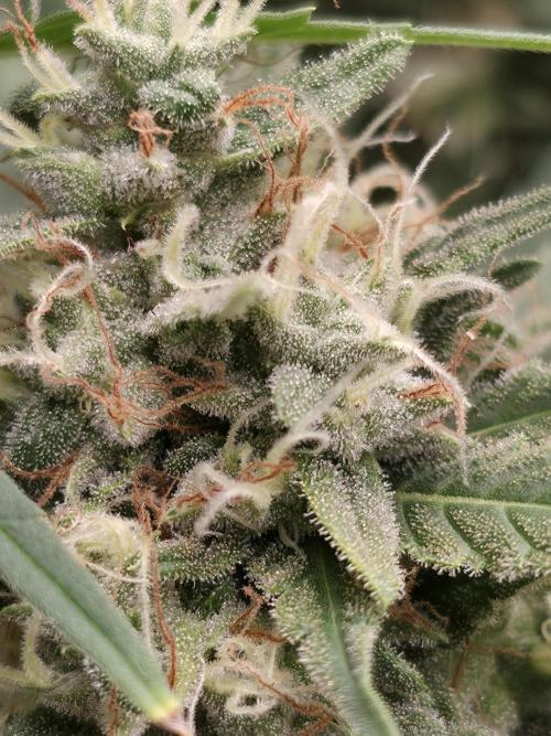 Blue glookie purp light. Week 9