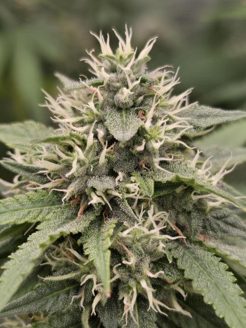 Blue glookie purp light. Week 9