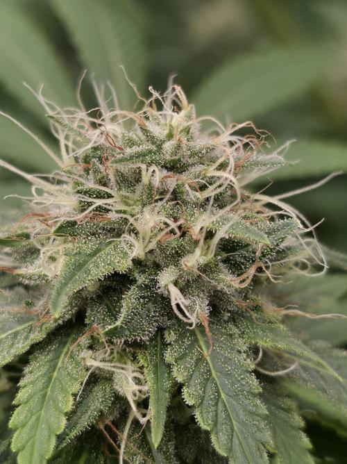 Blue glookie purp light. Week 9