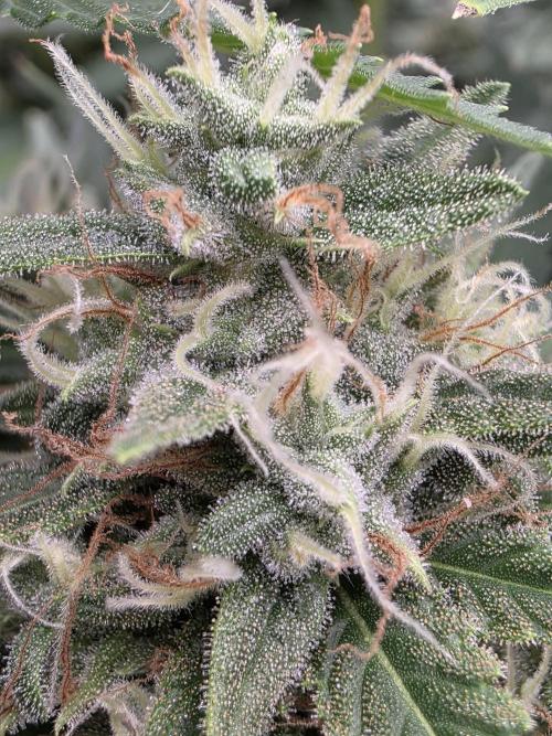 Blue glookie purp light. Week 9