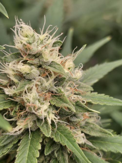 Blue glookie purp light. Week 9