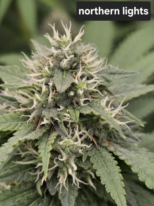 Blue glookie purp light. Week 9