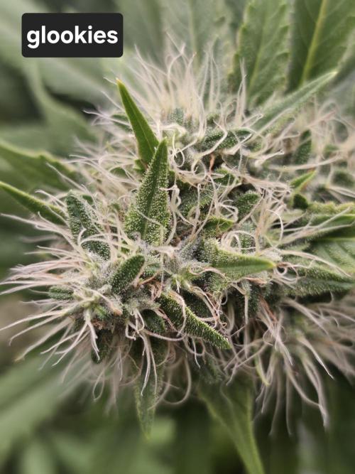 Blue glookie purp light. Week 9