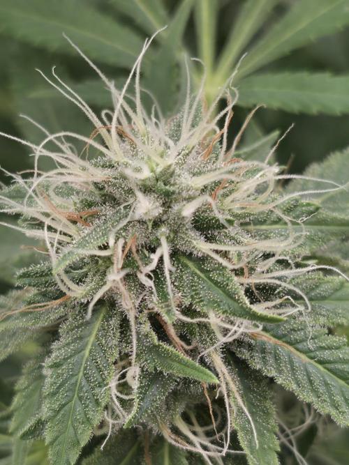 Blue glookie purp light. Week 9