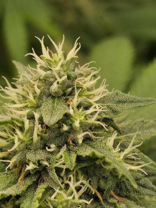 Blue glookie purp light. Week 9