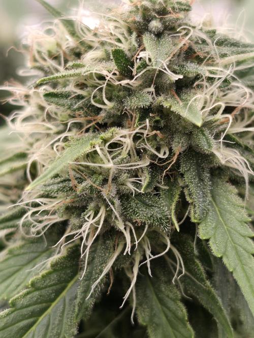 Blue glookie purp light. Week 9