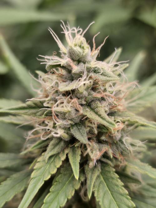 Blue glookie purp light. Week 9