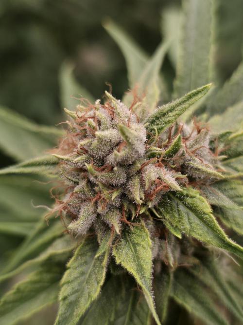 Blue glookie purp light. Week 9
