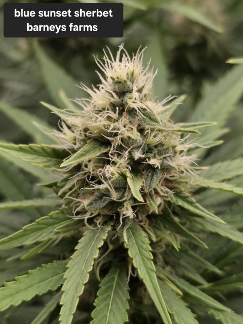 Blue glookie purp light. Week 9