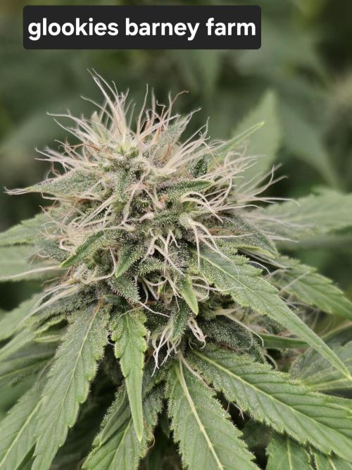 Blue glookie purp light. Week 9