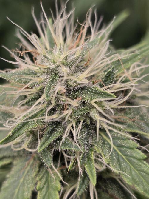 Blue glookie purp light. Week 9