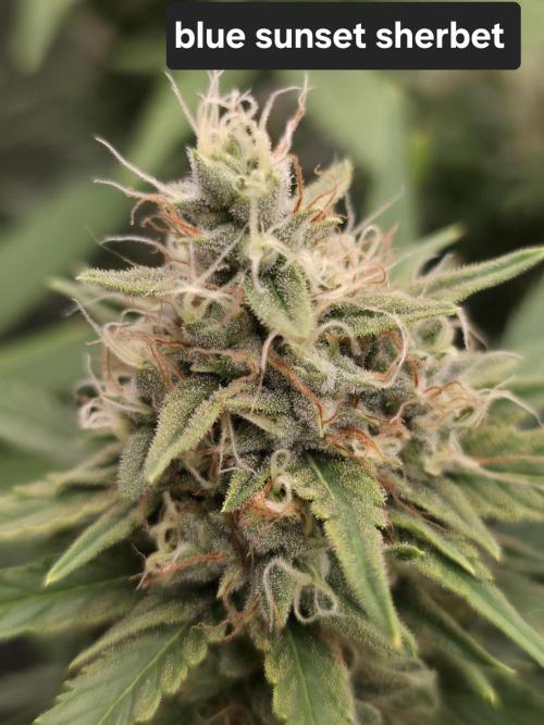 Blue glookie purp light. Week 9
