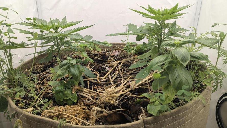 Grow 4. Week 3 - 30.7. komplett