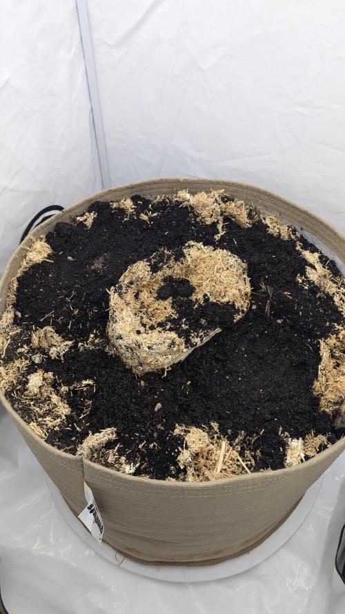 Grow 4. Week 0 - 2 Löcher mit Anzuchterde vorbereitet und mit Mykorrhiza beimpft.