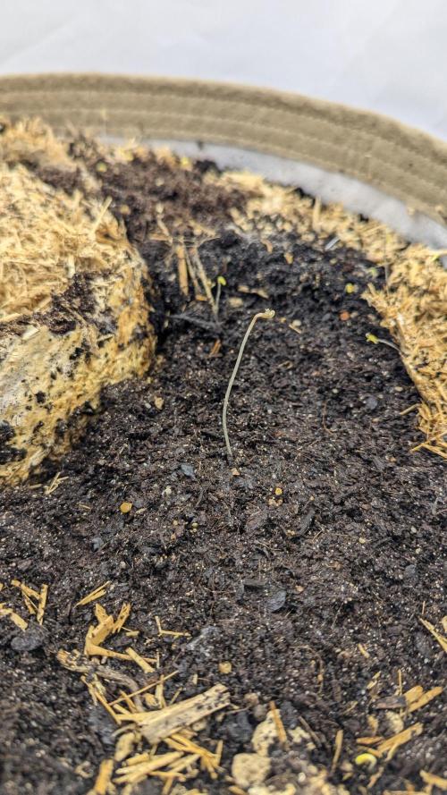 Grow 4. Week 1 - Pflanze 1