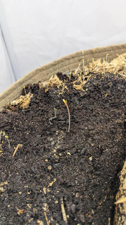 Grow 4. Week 1 - Pflanze 2