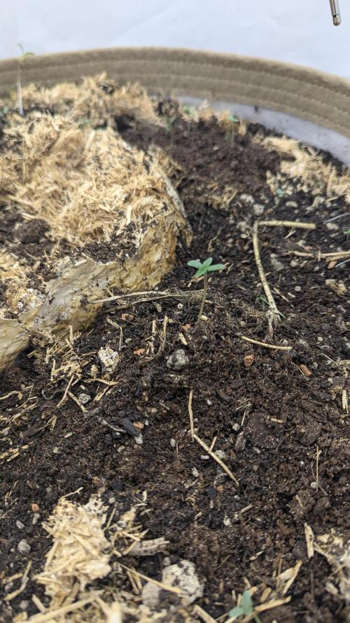 Grow 4. Week 1