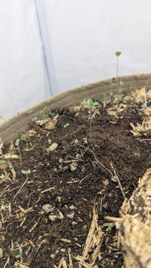 Grow 4. Week 1