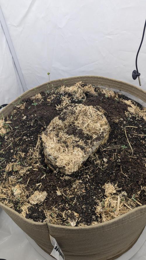 Grow 4. Week 1
