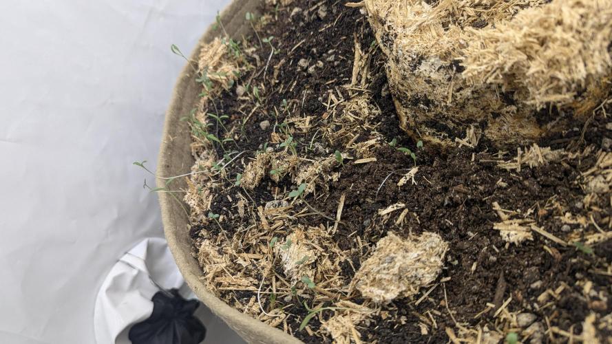 Grow 4. Week 1