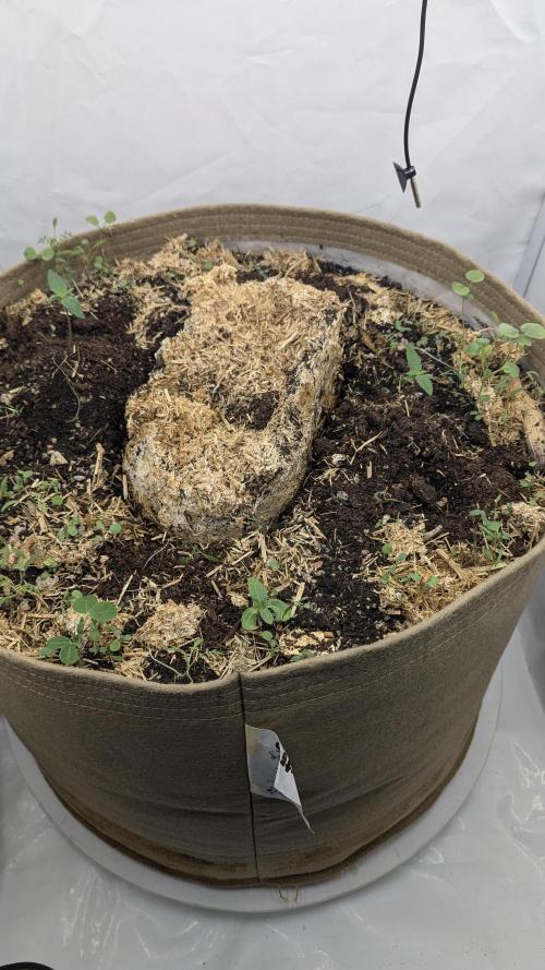 Grow 4. Week 1