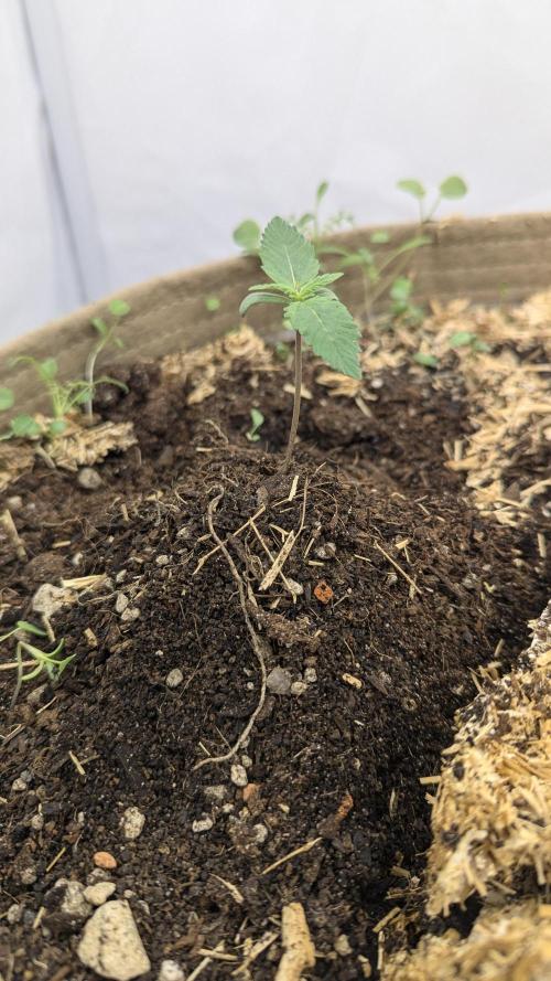 Grow 4. Week 1