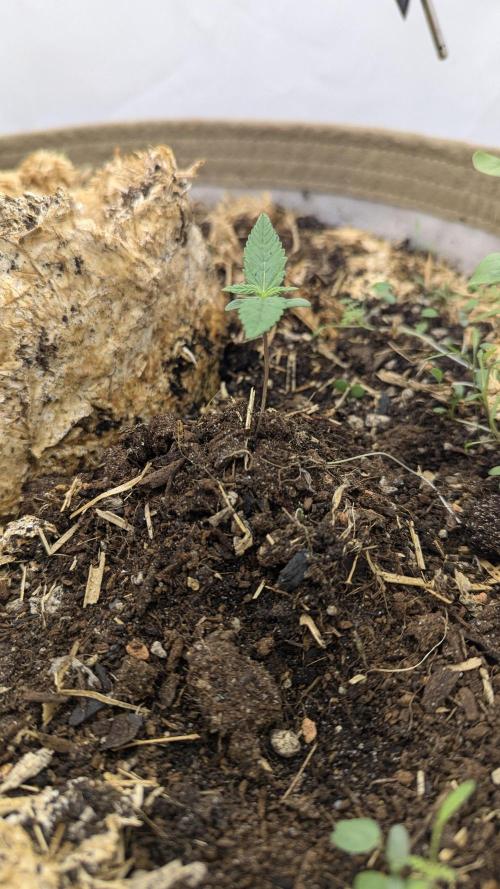Grow 4. Week 1